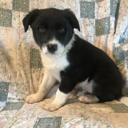 Border Collie Puppies from By Design Farm