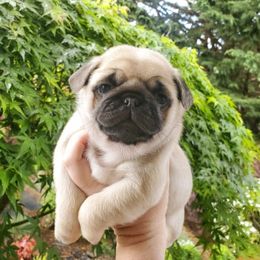 Pug Puppies from Colossal Pugs