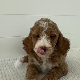 Assorted Doodle Crosses, Goldendoodle, Labradoodle, and Poodle Puppies from Ruff Country Doodles