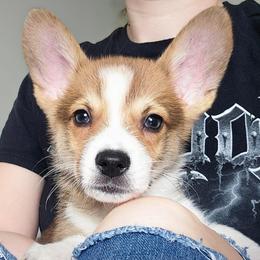 Sunny - White and red male Pembroke Welsh Corgi puppy in Tomball, Texas from Larsen Loved Corgis