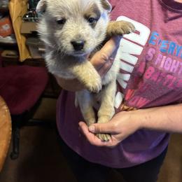 Female 02 - Blue speckled female Australian Cattle Dog puppy in Sheridan, Oregon from 6pk Cattledogs