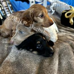 Dachshund Puppies from M.H.P Dachshunds