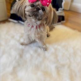 AKC Baby Doll Honey - Gold female Shih Tzu puppy in Los Angeles, California from LUXURY PAWS