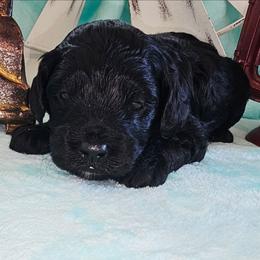 Storm - Black male Cockapoo puppy in Indiahoma, Oklahoma from Phamily Doodles
