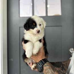 Dolly - Black tri female Miniature American Shepherd puppy in Payson, Arizona from Barnhardt Minis