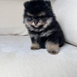 Onyx - Black and tan male Pomeranian puppy in Newport News, Virginia from Nel’s Pomeranians