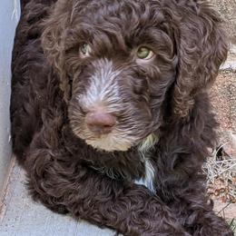Goldendoodle Puppies from Carolina Doodles