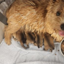 Norwich Terrier Puppies from Alegria Norwich Terriers