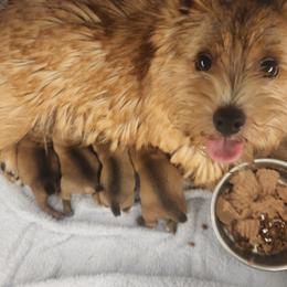 Norwich Terrier Puppies from Alegria Norwich Terriers