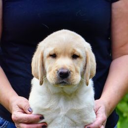 English Springer Spaniel and Labrador Retriever Puppies from Brae Kennels