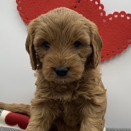 Girl 5 - Cookie - Red  Goldendoodle puppy in Waterford, Pennsylvania from Ruby’s Mini Goldendoodles