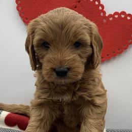 Girl 5 - Cookie - Red  Goldendoodle puppy in Waterford, Pennsylvania from Ruby’s Mini Goldendoodles