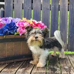Huxley - Yorkshire Terrier