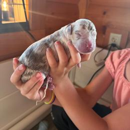 Dark blue collar - Harlequin female Great Dane puppy in Corsica, Pennsylvania from Ferguson Family Danes LLC