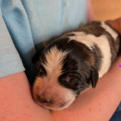 Tilly - Badger female Colorado Mountain Dog puppy in Colorado Springs, Colorado from Sharp Guardians and Goldens