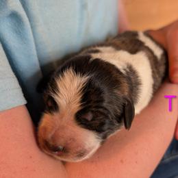 Tilly - Badger female Colorado Mountain Dog puppy in Colorado Springs, Colorado from Sharp Guardians and Goldens