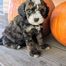 Poodle Puppies from Carltons Precious Poodles