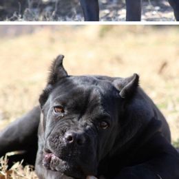 Kesha - Cane Corso
