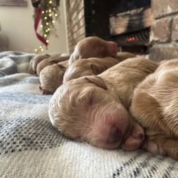Nia - Red  female Goldendoodle puppy in Bogue Chitto, Mississippi from Valentine Kennels