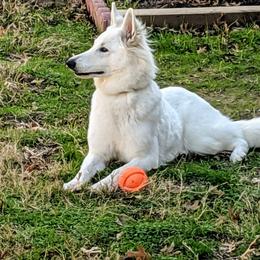 Maggie  - Berger Blanc Suisse