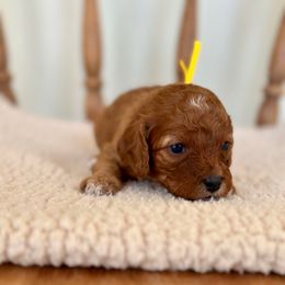 Louise - Red female Cavapoo puppy in Chipley, Florida from Coastal Cavapoos