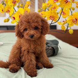 Brie - Red  female Poodle puppy in Hollywood, Florida from Royal Goldendoodle