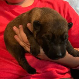 Male 5 - Sable male German Shepherd puppy in Effingham County, Illinois from Delaney Working Dogs