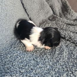 Oreo - Black and white male Havanese puppy in Melba, Idaho from Lawson Havanese