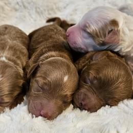 Goldendoodle Puppies from Perfect Puppy Doodles