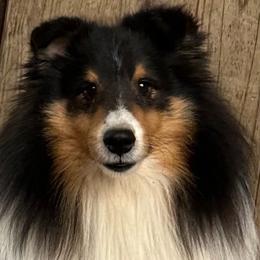 Mickie - Shetland Sheepdog