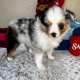 Frosty - Blue merle male Toy Australian Shepherd puppy in Tonasket, Washington from V5 Aussies
