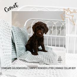 Comet - Chocolate male Goldendoodle puppy in Montgomery, Texas from Dacus Doodles