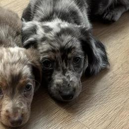 Dachshunds from R&K Dachshunds
