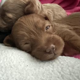 Ginger - Red female Maltipoo puppy in Layton, Utah from Little Lou Puppies