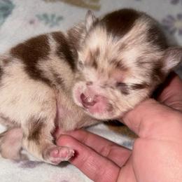 Hope Floats - Chocolate merle female Pomeranian puppy in East Mountain, Texas from Fairchild Fancy Pomeranians and Coachella Pomeranians