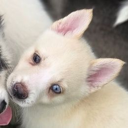 Nymeria - White female Pomsky puppy in Kennewick, Washington from Nebula Ranch Pomskies