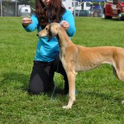 Saluki Puppies from Kushiel Salukis