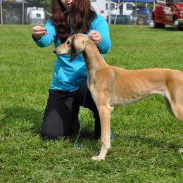 Saluki Puppies from Kushiel Salukis