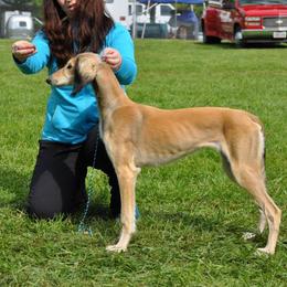 Saluki Puppies from Kushiel Salukis