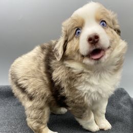 Miniature Australian Shepherd and Toy Australian Shepherd Puppies from Rye Hill Aussies