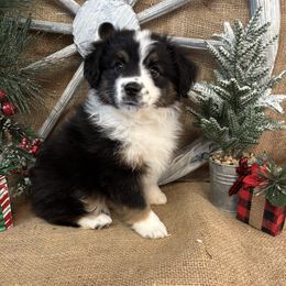 Black Tri Female - Black tri female Miniature American Shepherd puppy in Cowlitz County, Washington from Pleasant Woods Miniature American Shepherds