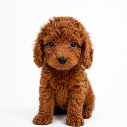 Hugo - Red  male Goldendoodle puppy in Warrensburg, Missouri from Supreme Doodles