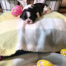Primrose(Rose) - Black and white female Shih Tzu puppy in North Carolina from WillowCreek Mountain View Shih Tzu