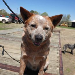 Axle - Australian Cattle Dog