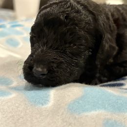 Goldendoodle and Poodle Puppies from Southern Stroll Poodles & Doodles