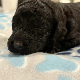 Goldendoodle and Poodle Puppies from Southern Stroll Poodles & Doodles