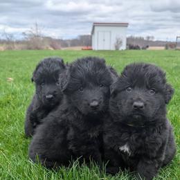 German Shepherd Puppies from Von Nikolaos German Shepherds