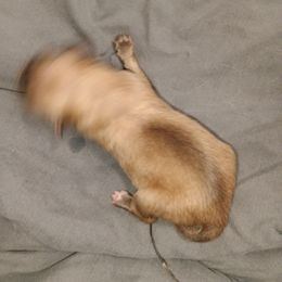 Pomeranian Puppies from Pretty Pampered Poms