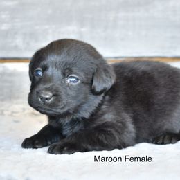 Maroon female - Black female Labrador Retriever puppy in Mississippi from Sure Shot English Labs