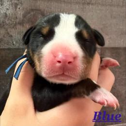 Blue boy - Black, white and red male Greater Swiss Mountain Dog puppy in Hockessin, Delaware from Simply Swissies
